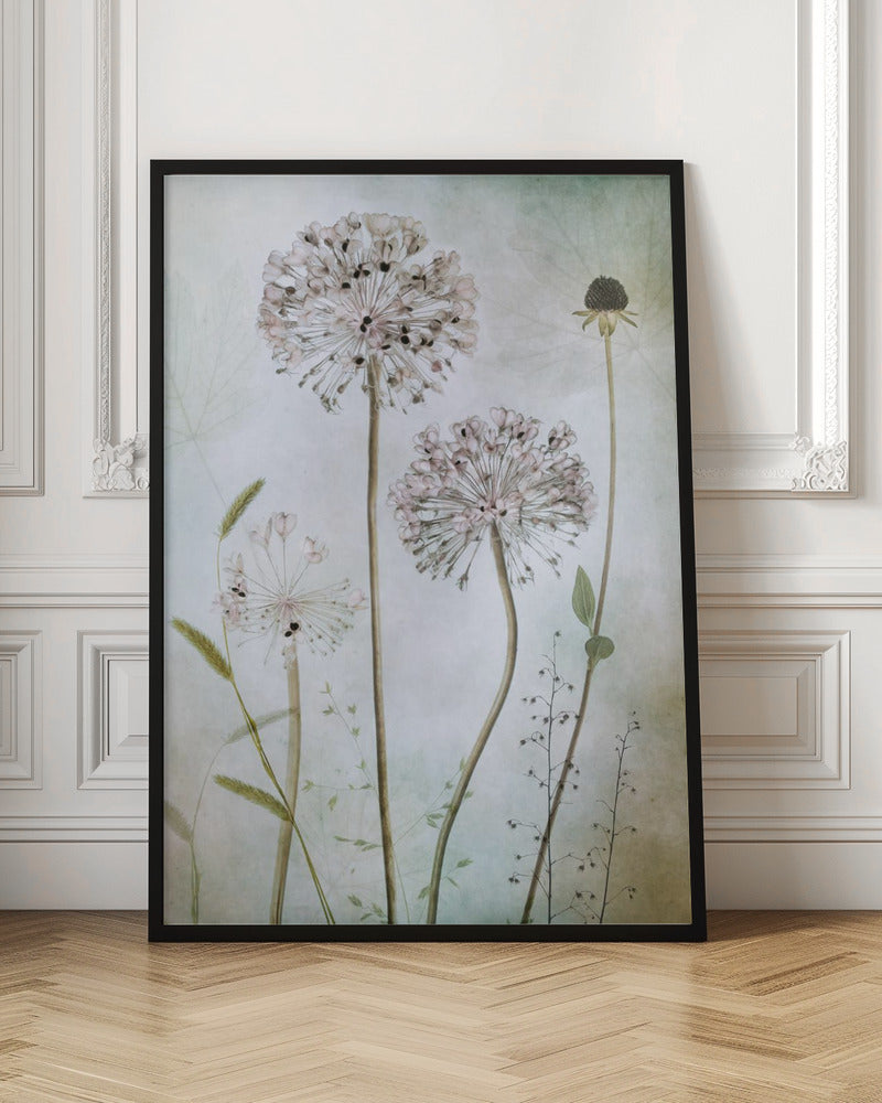 Allium - Poster / Art Print