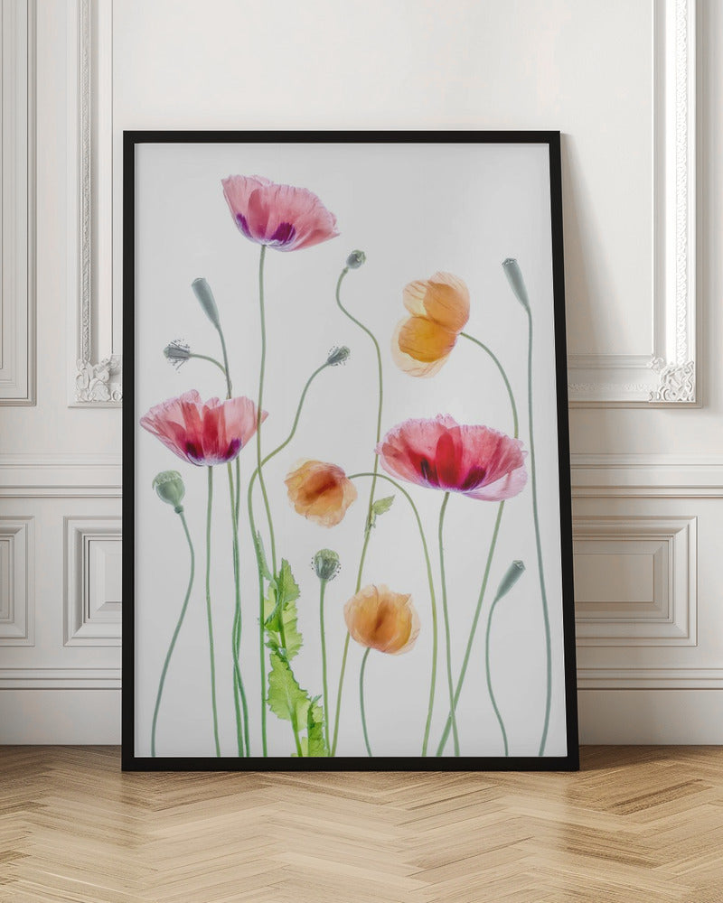 Poppies - Poster / Art Print
