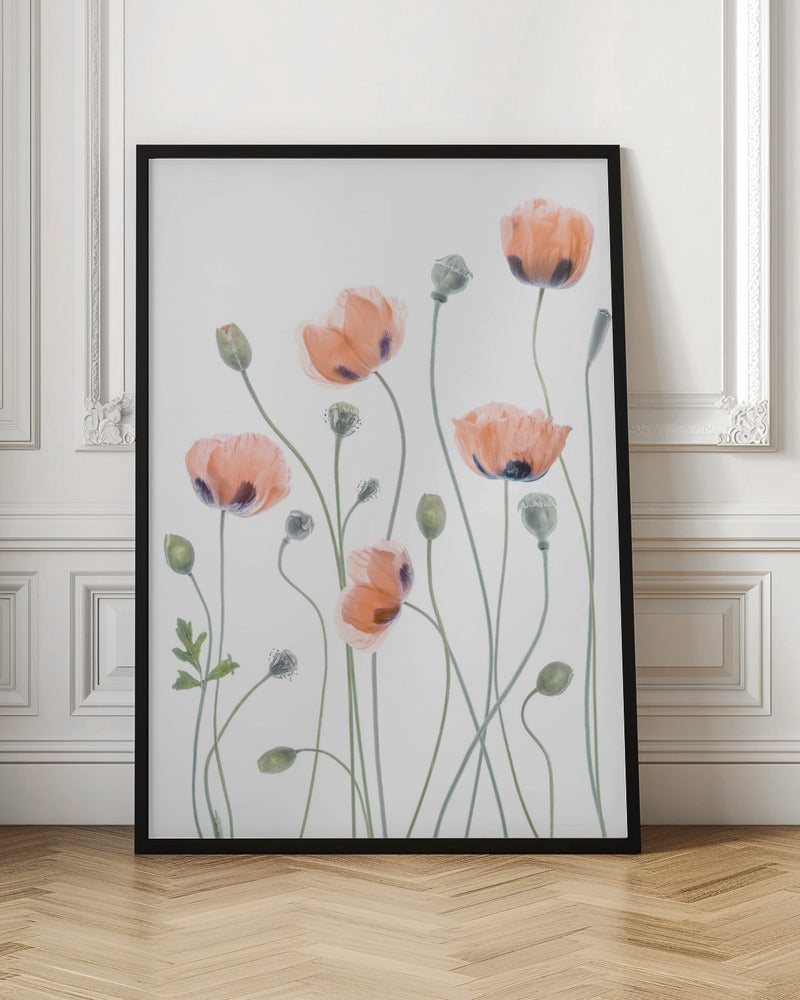 Poppies - Poster / Art Print