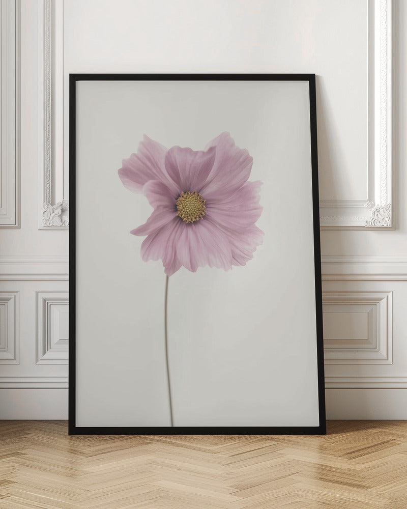 Cosmos flower - Poster / Art Print