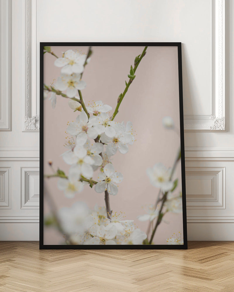 Cherry tree flowers - Poster / Art Print
