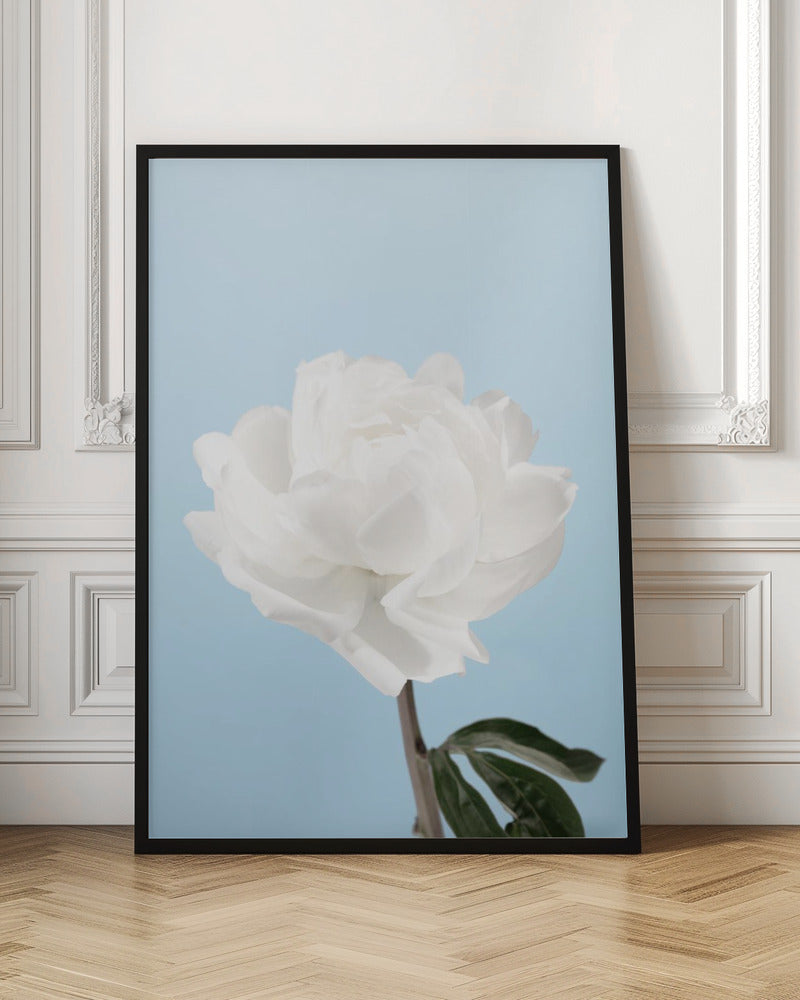 Peony - Poster / Art Print