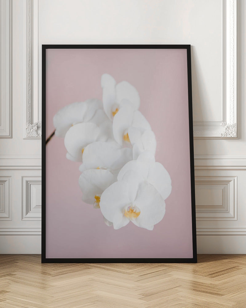 Orchid_2 - Poster / Art Print