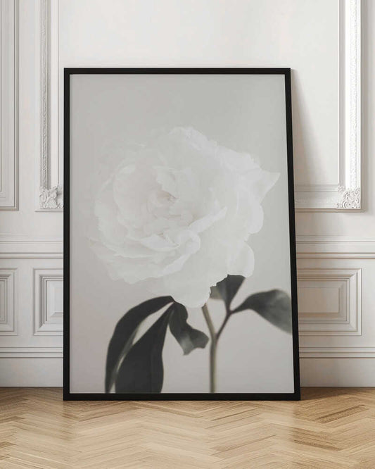 A close-up photograph of a delicate white peony flower with dark leaves against a light, neutral background.