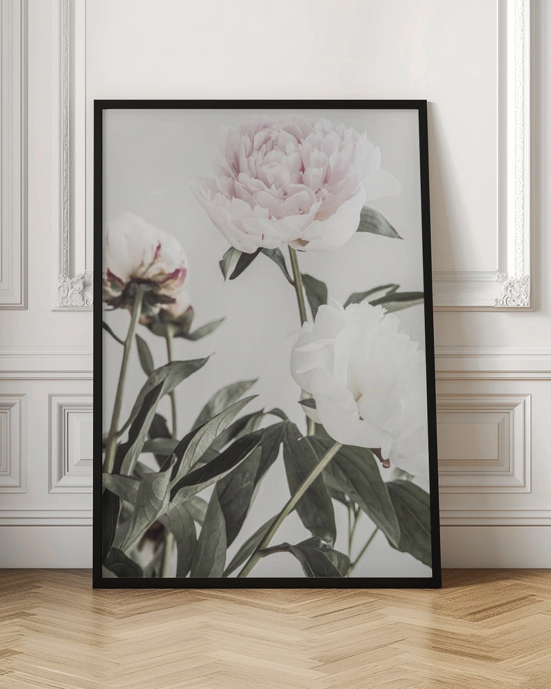 Peony 04 - Poster / Art Print