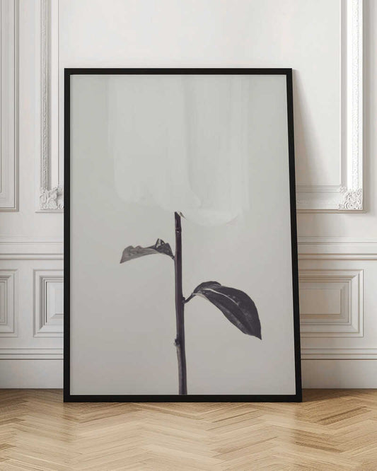 Peony 18 - Poster / Art Print