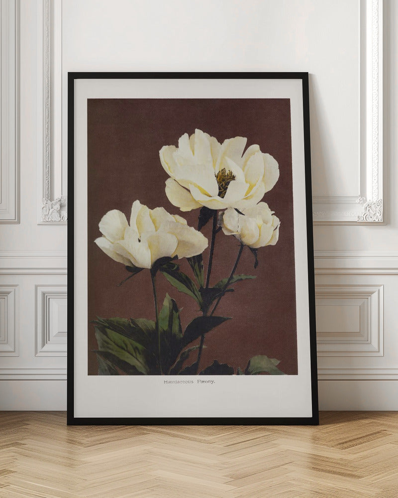 Herdaceous Peony - Poster / Art Print