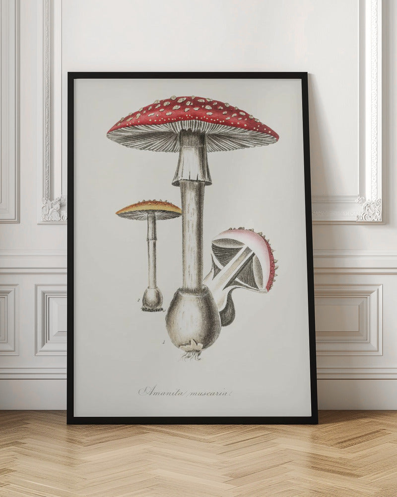Amanita Muscaria Illustration. Medical Botany 1836 - Poster / Art Print