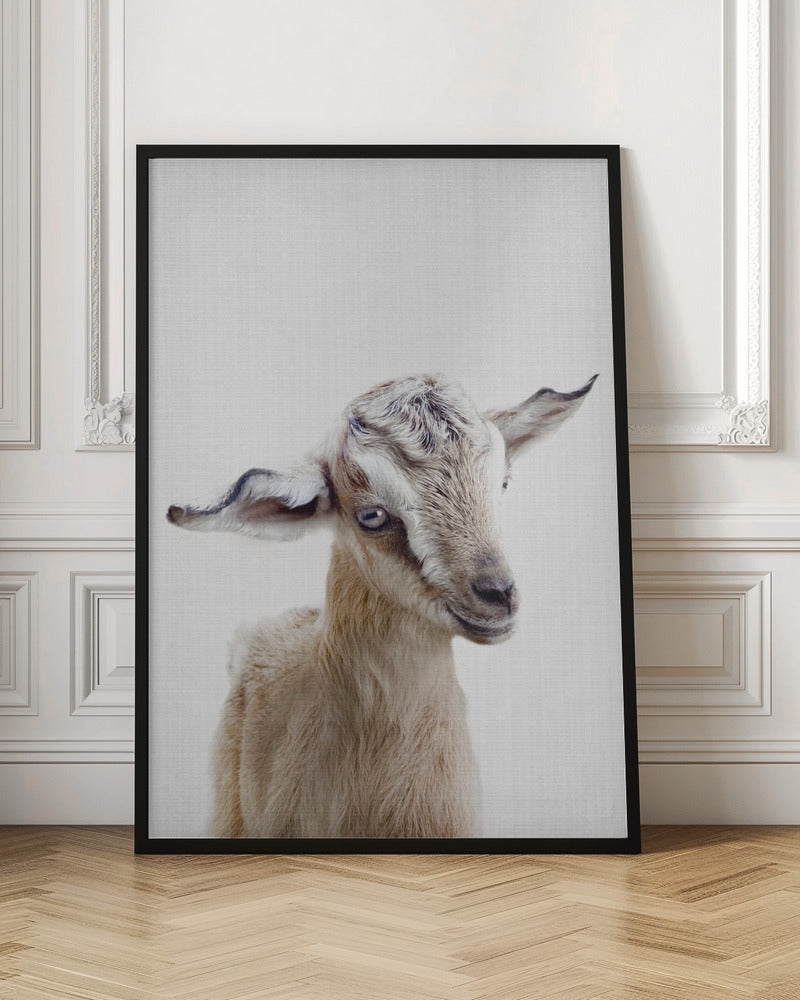 Peekaboo Baby Goat - Poster / Art Print