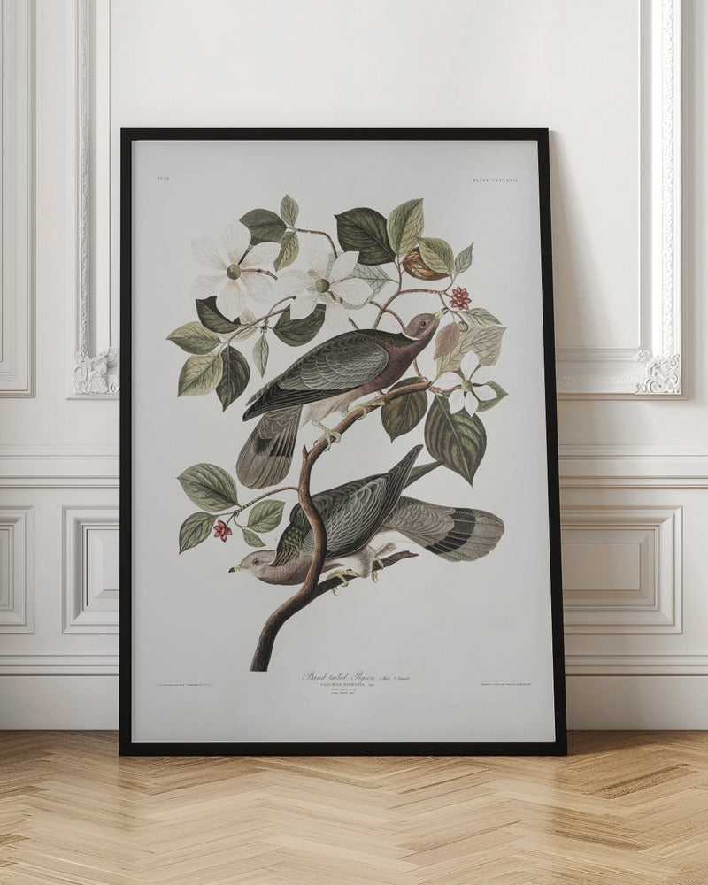Brand Tailed Pigeon From Birds Of America (1827) - Poster / Art Print