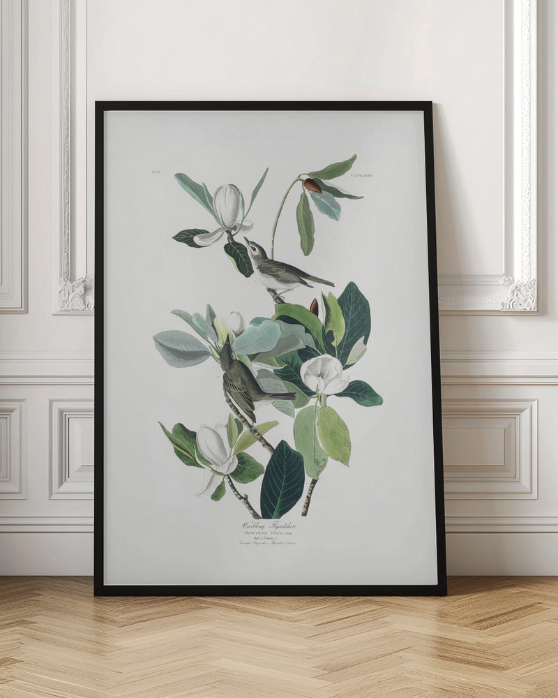Warbling Flycatcher From Birds of America (1827) - Poster / Art Print