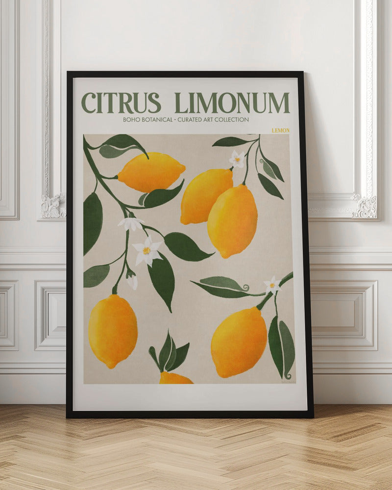 Citrus Limonum - Lemon - Poster / Art Print