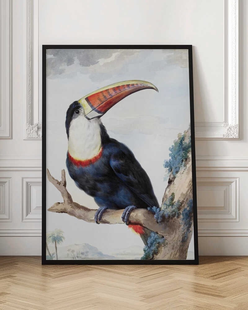 Red Billed Toucan - Poster / Art Print