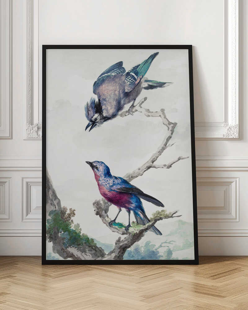 Two Birds  a Blue Jay and a Purple Breasted Cotinga - Poster / Art Print