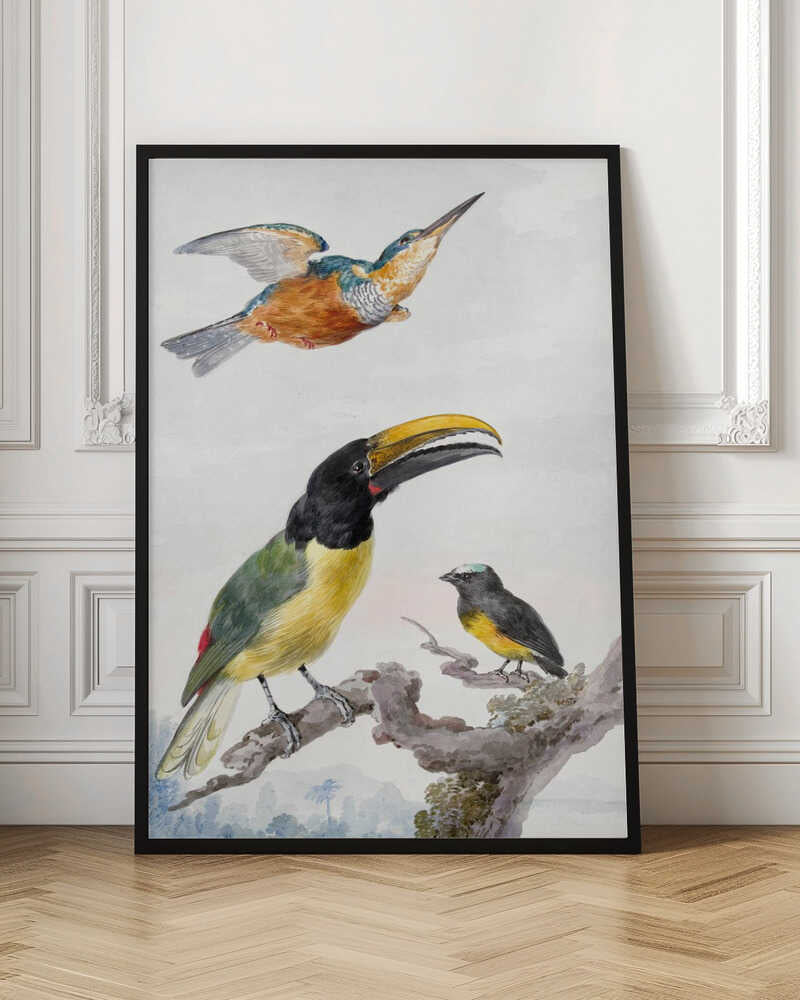 Three Birds  a Kingfisher, a Prince Von Wied's Toucan and an Sparrow - Poster / Art Print