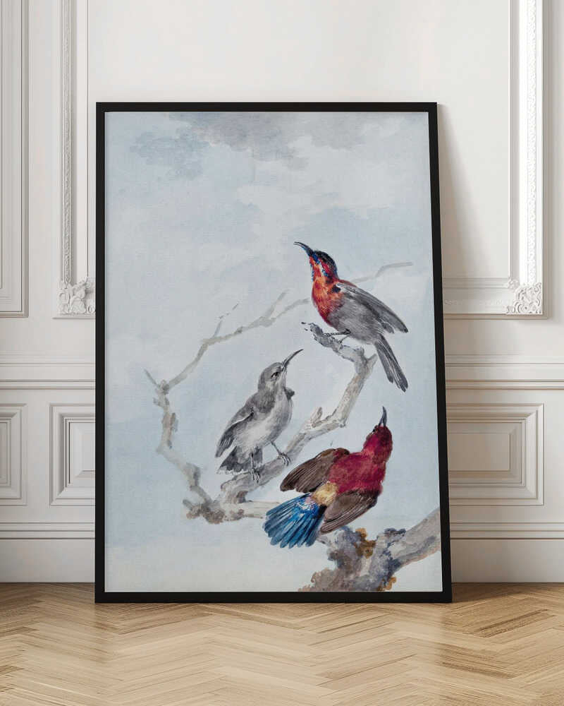 Three Crimson Sunbirds - Poster / Art Print