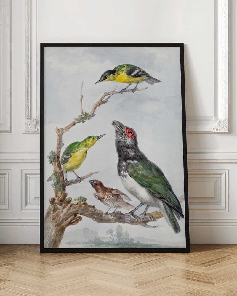 Four Different Birds On a Branch - Poster / Art Print