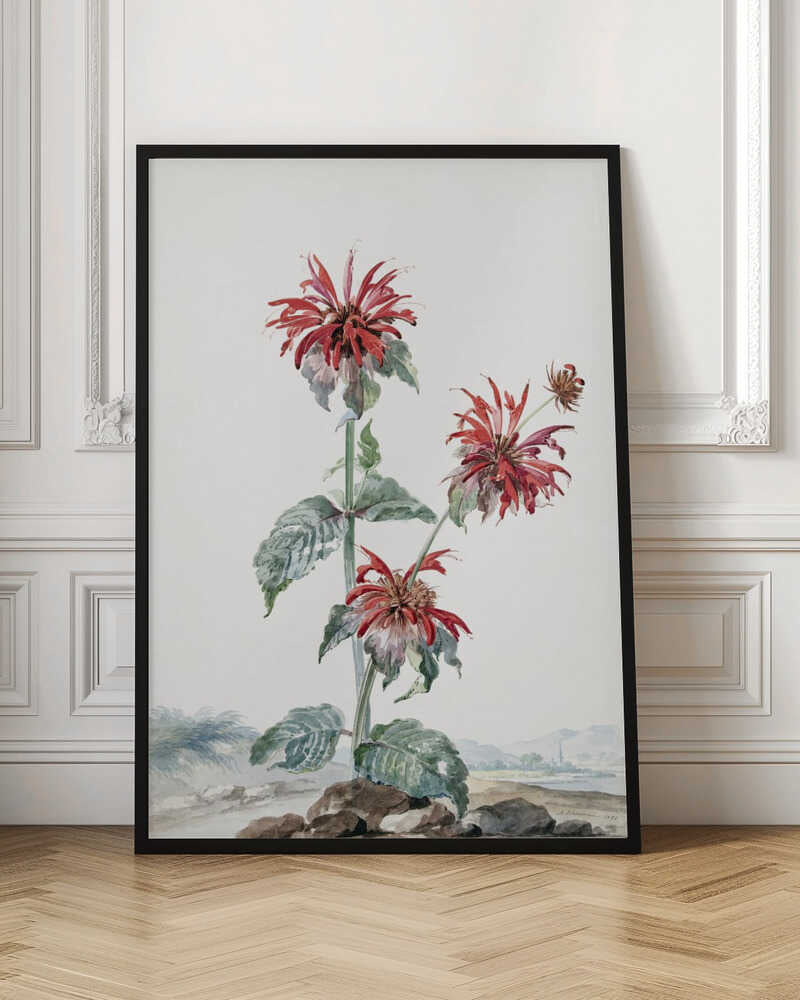 A Red Bergamot In a Landscape - Poster / Art Print