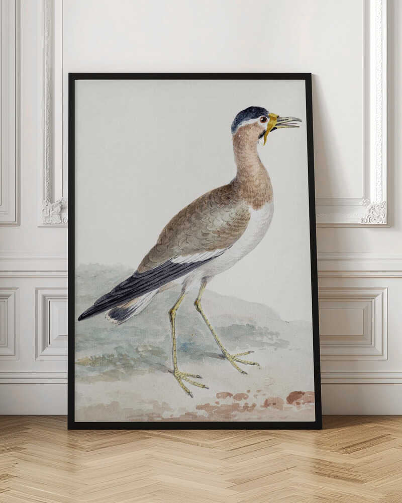 A Yellow Wattled Lapwing - Poster / Art Print