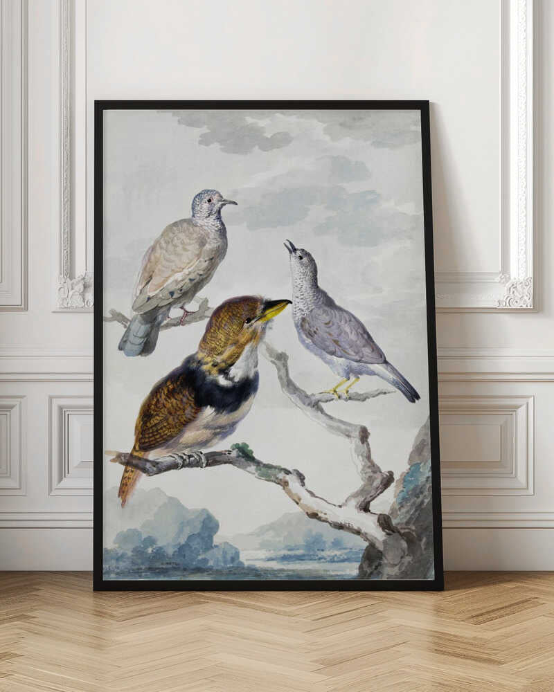 Three Birds, Two Inca Pigeons and a Collared Bearded Cuckoo - Poster / Art Print