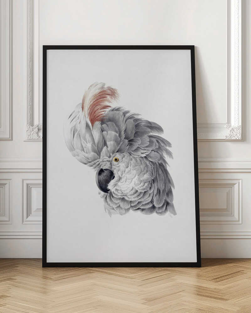 Cockatoo Head - Poster / Art Print