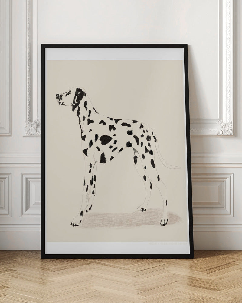 Pandc Dalmation - Poster / Art Print