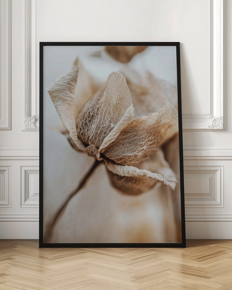 Dry flower detail No 3 - Poster / Art Print