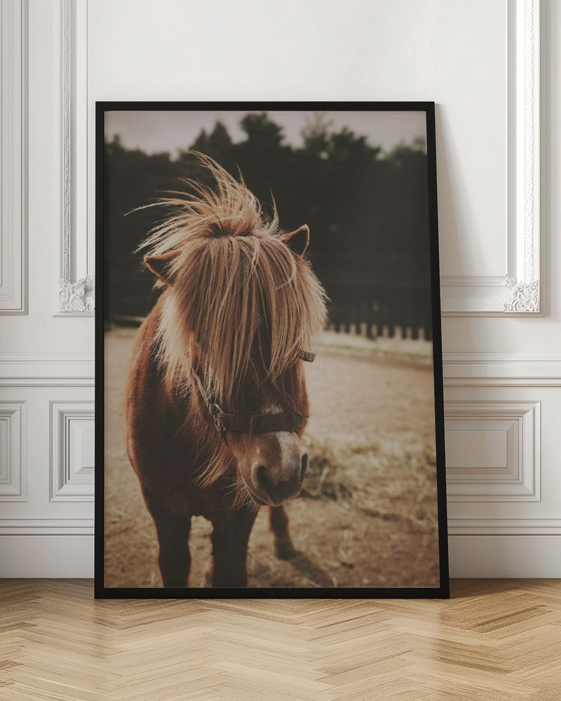 Small Horse - Poster / Art Print