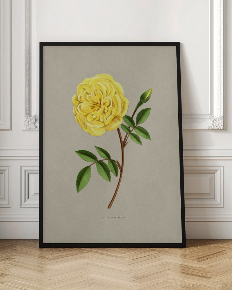 Rose Madame Falcot - Poster / Art Print