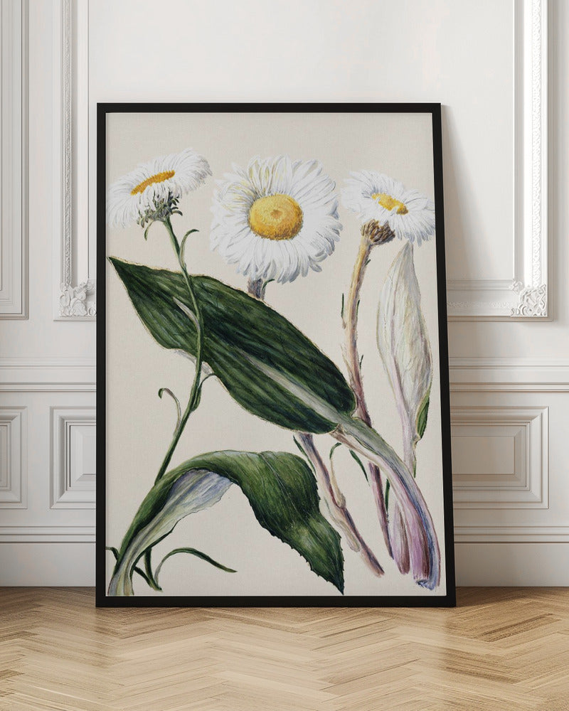 New Zealand Mountain Daisies Drawn By Sarah Featon (1848–1927 - Poster / Art Print