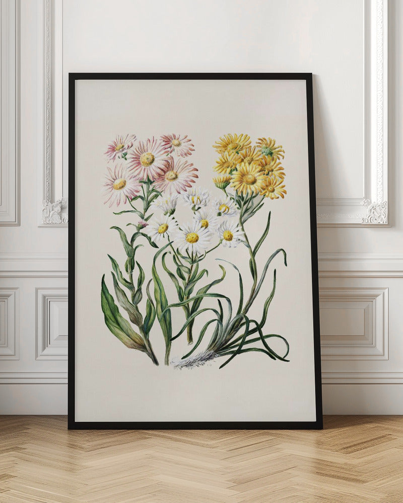 New Zealand Snow Groundsels Drawn By Featon (1848–1927) - Poster / Art Print