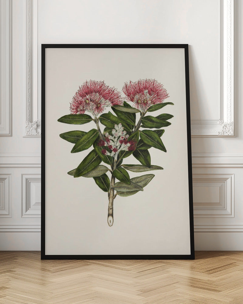 Pohutukawa Metrosideros Tomentosa Drawn By Sarah Featon (1848–1927) - Poster / Art Print
