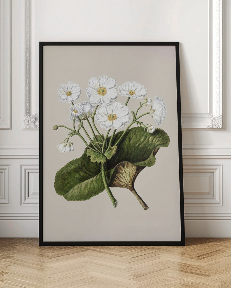 The Mountain Lily Drawn By Sarah Featon (1848–1927) - Poster / Art Print