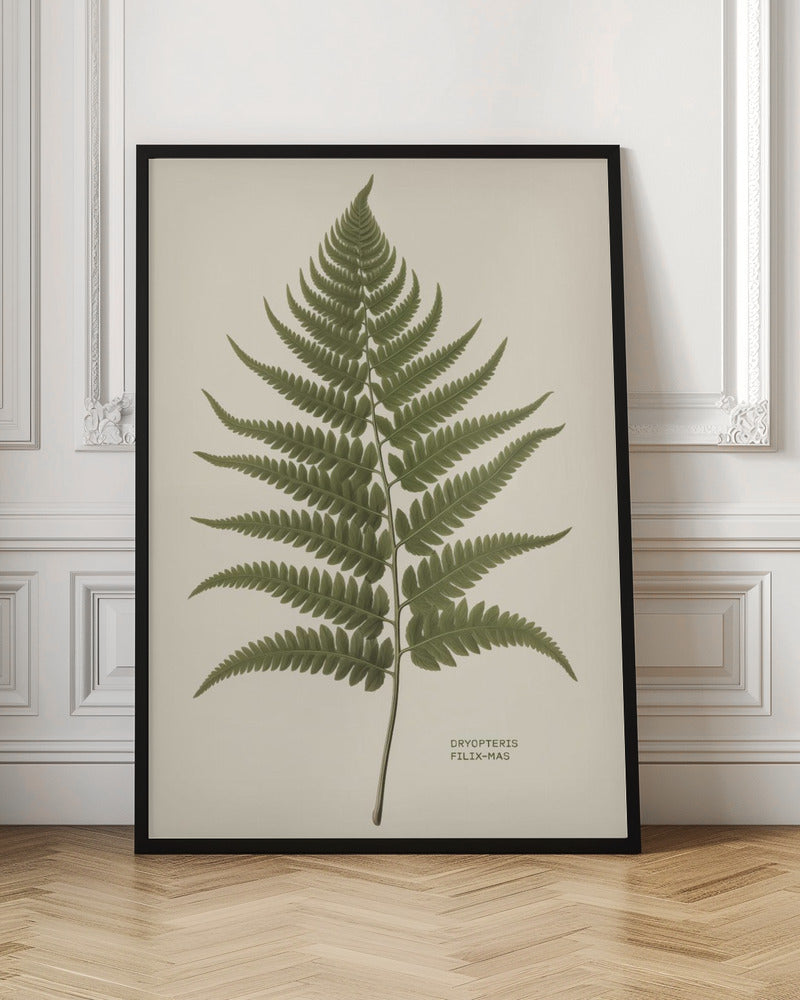 Dryopteris Filix Mas - Poster / Art Print