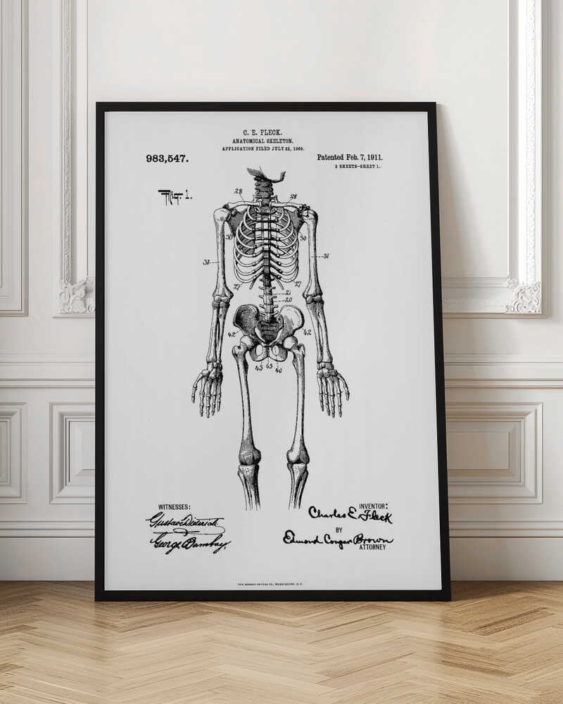Anatomical Skeleton Patent 1911 - Poster / Art Print