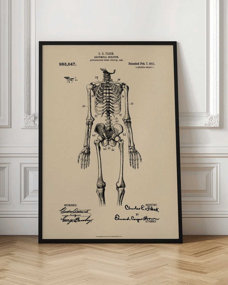 Anatomical Skeleton Patent 1911 - Poster / Art Print