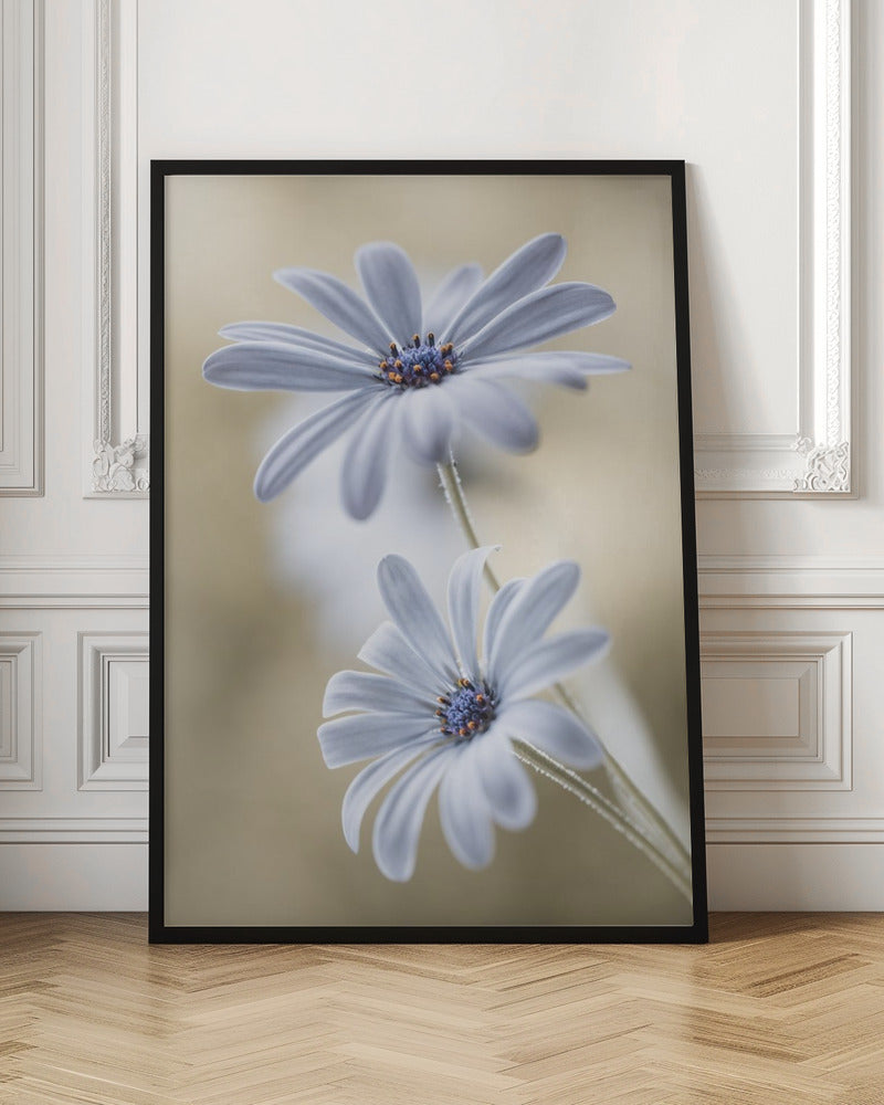 Cape daisies - Poster / Art Print