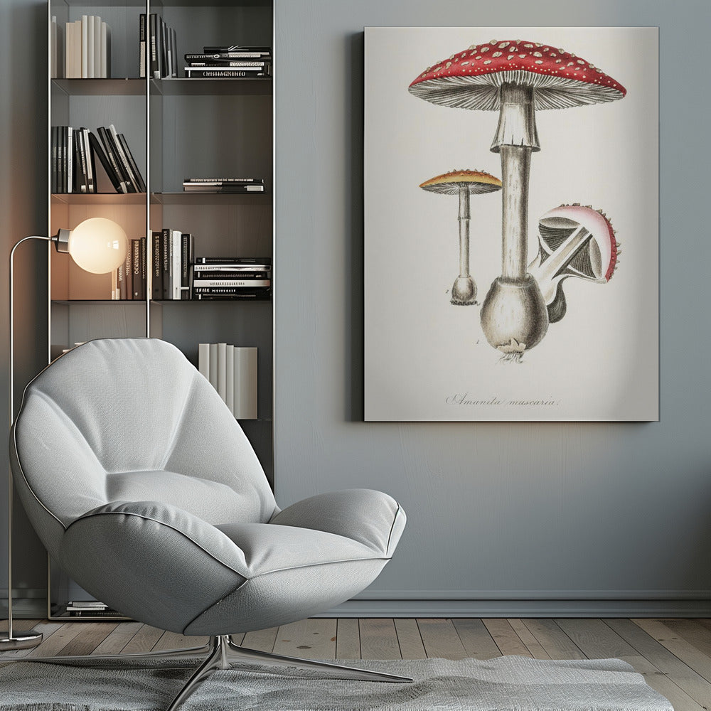 Amanita Muscaria Illustration. Medical Botany 1836 - Poster / Art Print