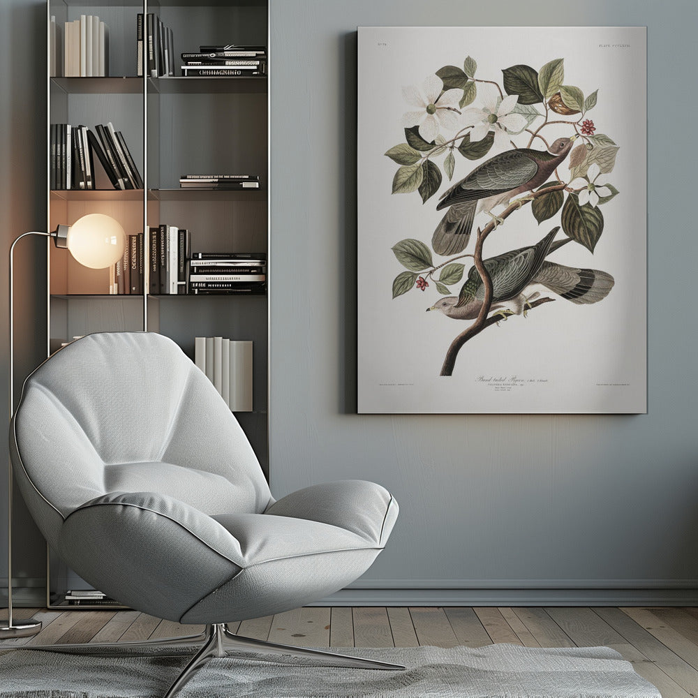 Brand Tailed Pigeon From Birds Of America (1827) - Poster / Art Print