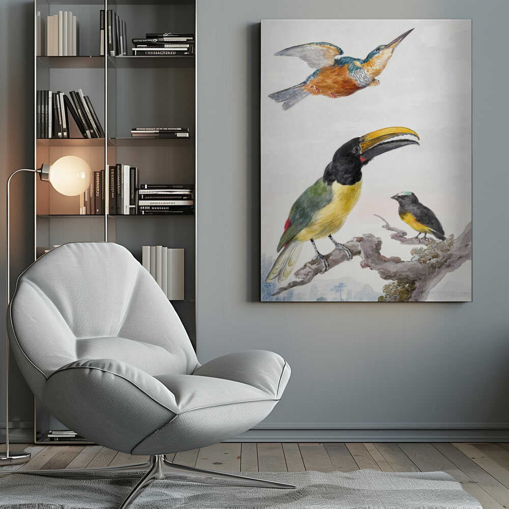 Three Birds  a Kingfisher, a Prince Von Wied's Toucan and an Sparrow - Poster / Art Print