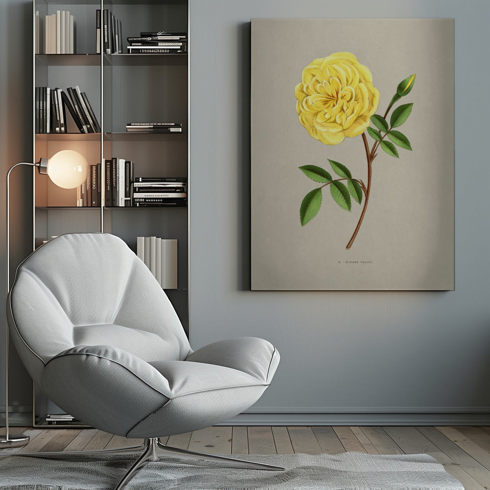Rose Madame Falcot - Poster / Art Print