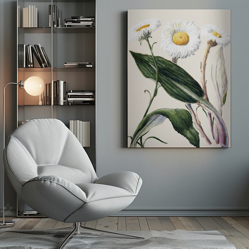 New Zealand Mountain Daisies Drawn By Sarah Featon (1848–1927 - Poster / Art Print