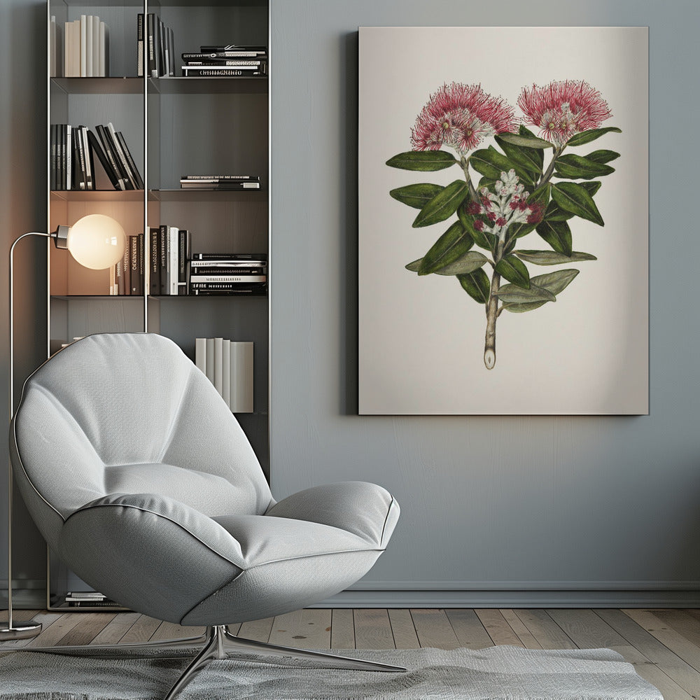 Pohutukawa Metrosideros Tomentosa Drawn By Sarah Featon (1848–1927) - Poster / Art Print