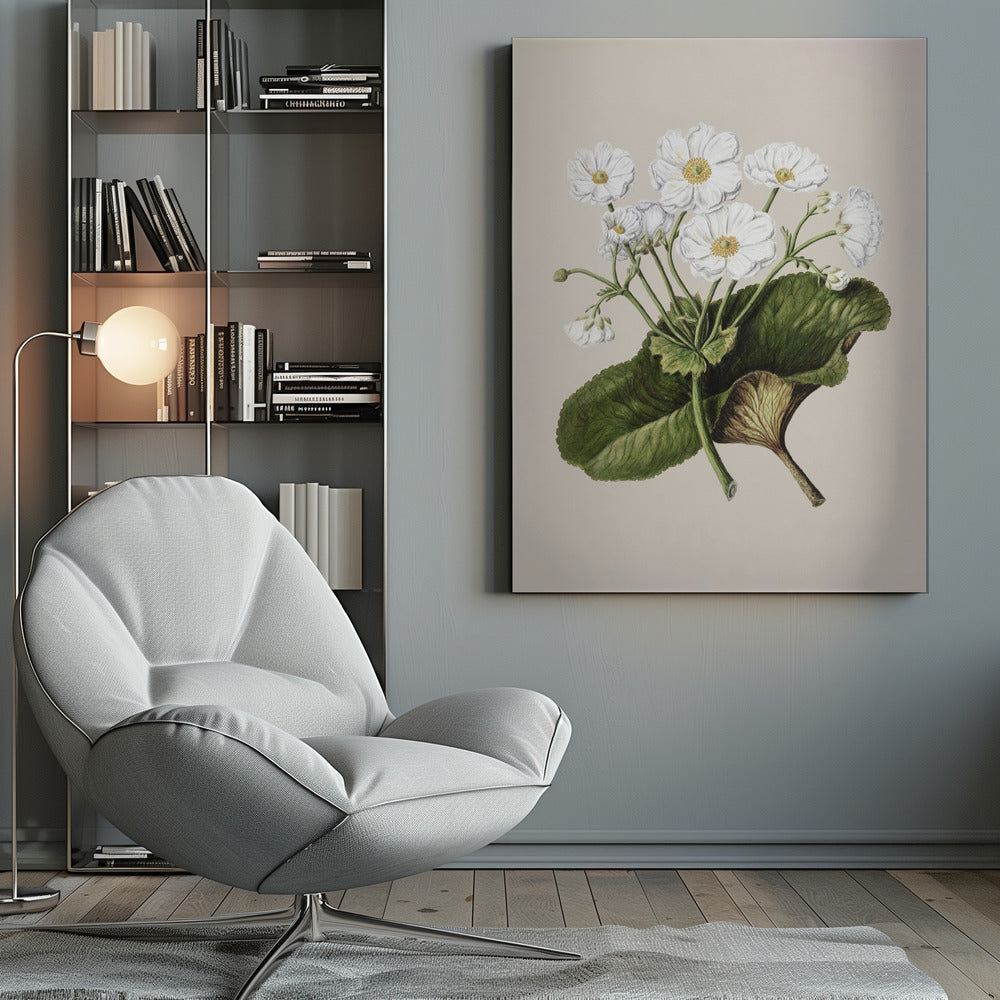 The Mountain Lily Drawn By Sarah Featon (1848–1927) - Poster / Art Print