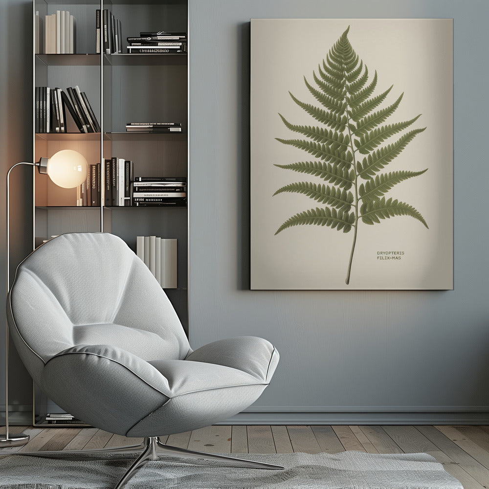 Dryopteris Filix Mas - Poster / Art Print