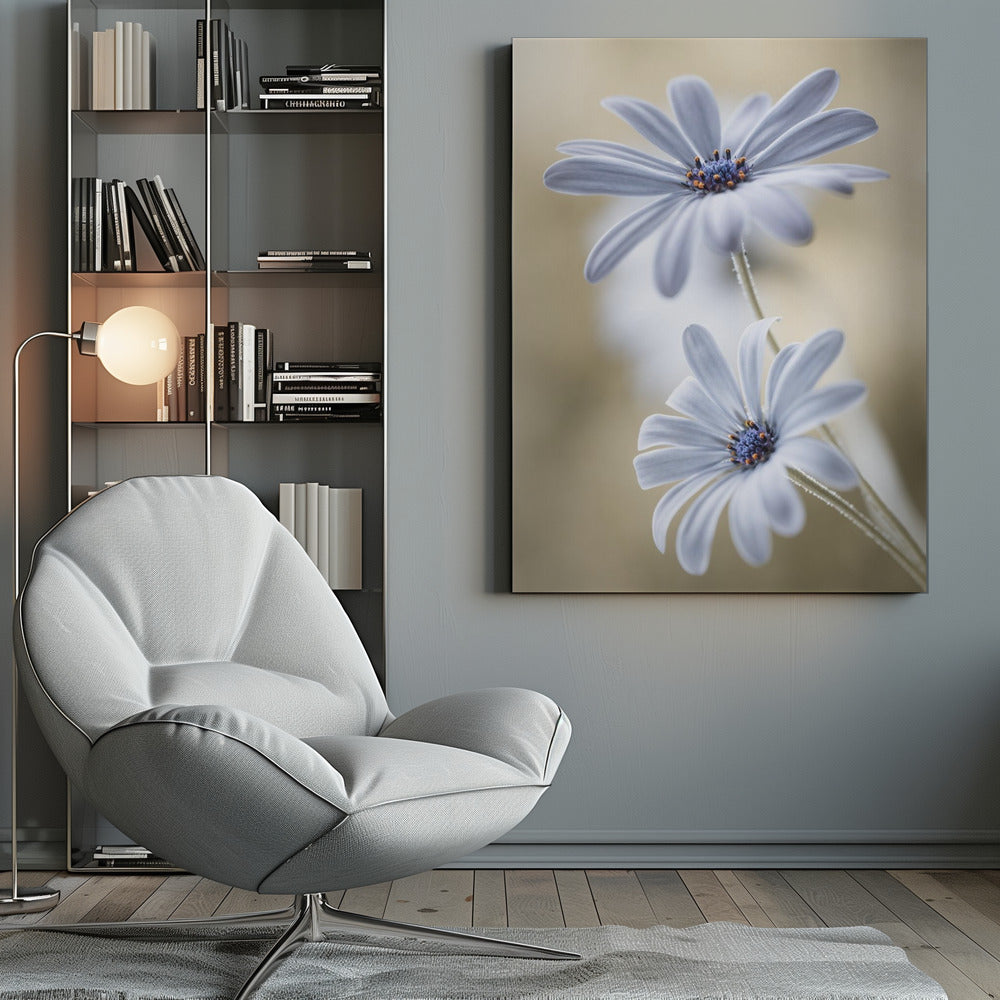 Cape daisies - Poster / Art Print