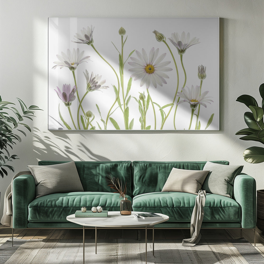 Cape Daisies - Poster / Art Print