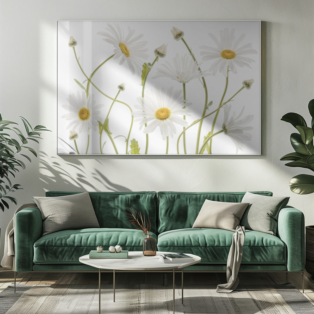 Ox eye Daisies - Poster / Art Print
