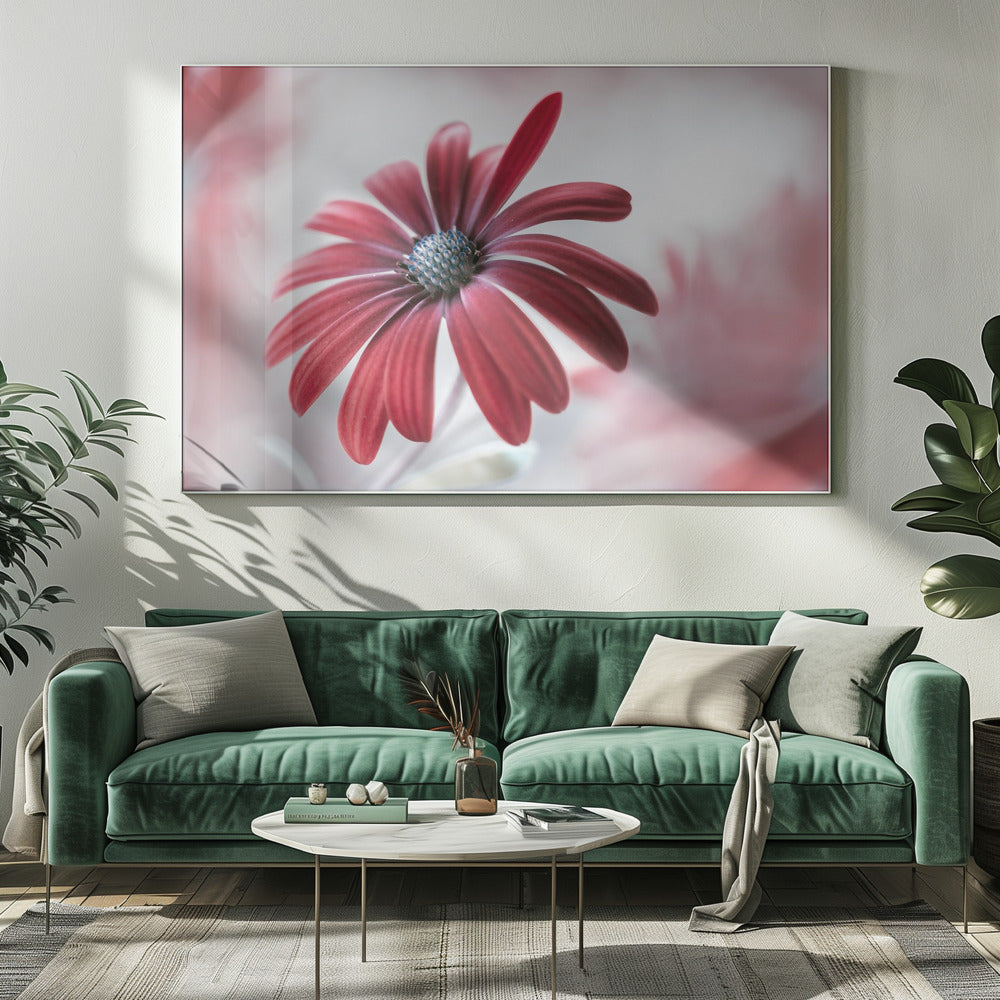 Daisy - Poster / Art Print