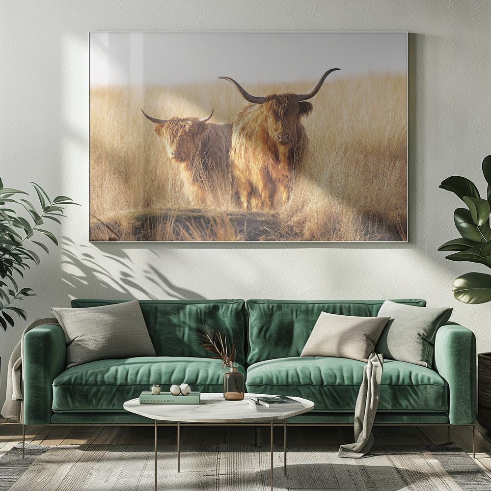 Young and old Highlander - Poster / Art Print